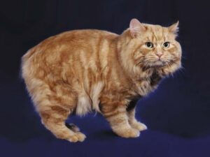 Рыжая мэнская кошка фото